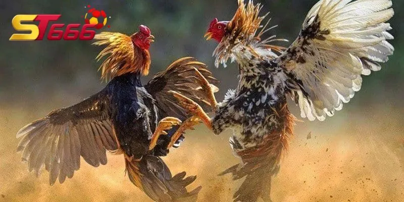 Đá Gà Thomo KUBET
